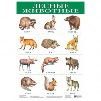 Плакат лесные животные